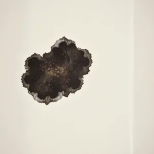 Co zrobić z grzybem na ścianie przed malowaniem