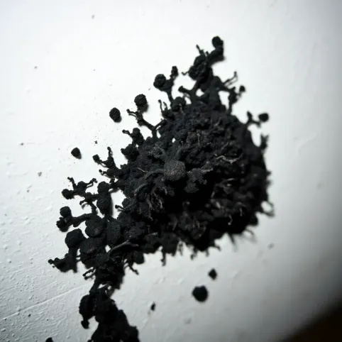 Czy grzyb na ścianie jest szkodliwy