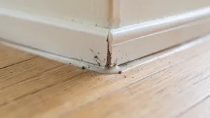 czy listwy przypodlogowe sie silikonuje