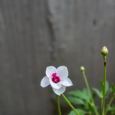 Jak wykończyć ściany przy drzwiach zewnętrznych