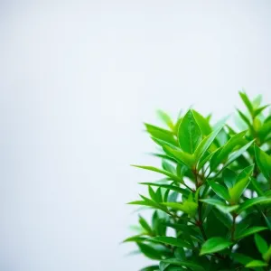 Rośliny tapeta na telefon