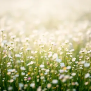 Tapeta kwiaty pastelowe łączka na płótnie