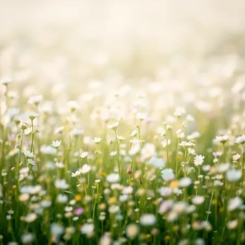 Tapeta kwiaty pastelowe łączka na płótnie