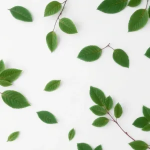 Tapeta liście na białym tle