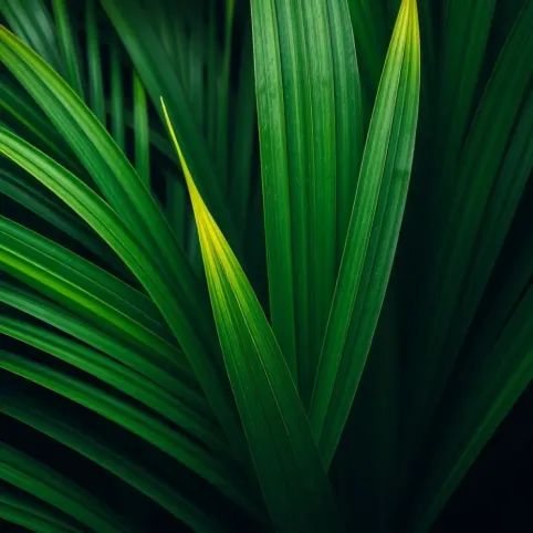 Tapeta w liście palmy