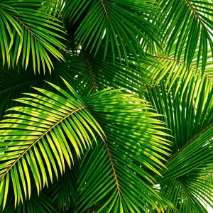 Tapeta w palmy
