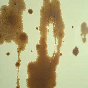 Tłuste plamy na ścianie  czy to grzyb