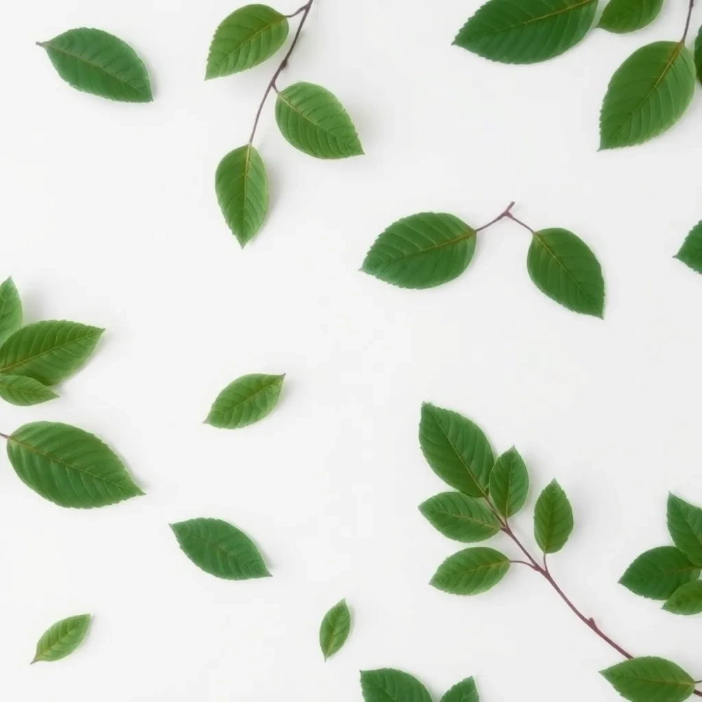 Tapeta liście na białym tle
