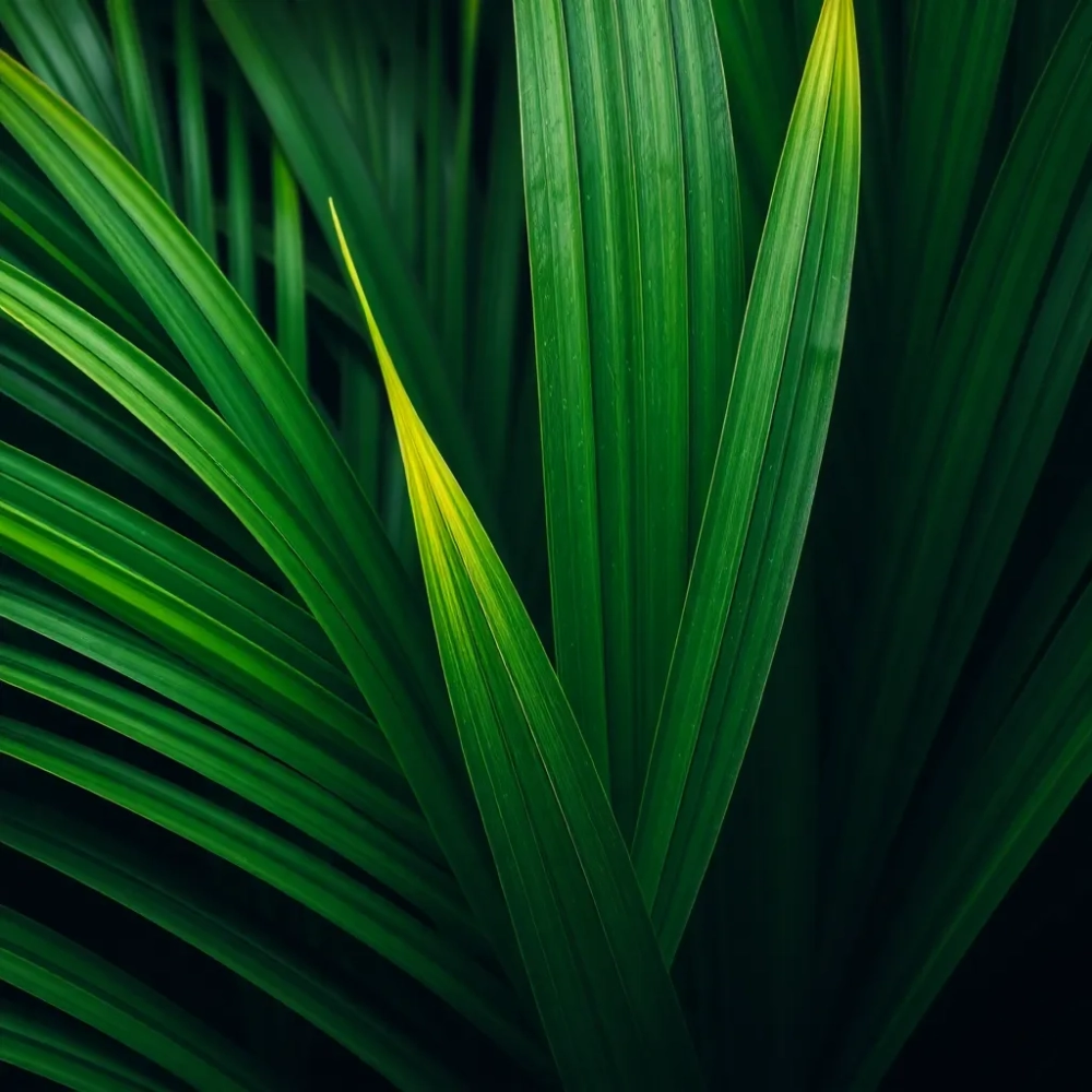 Tapeta w liście palmy